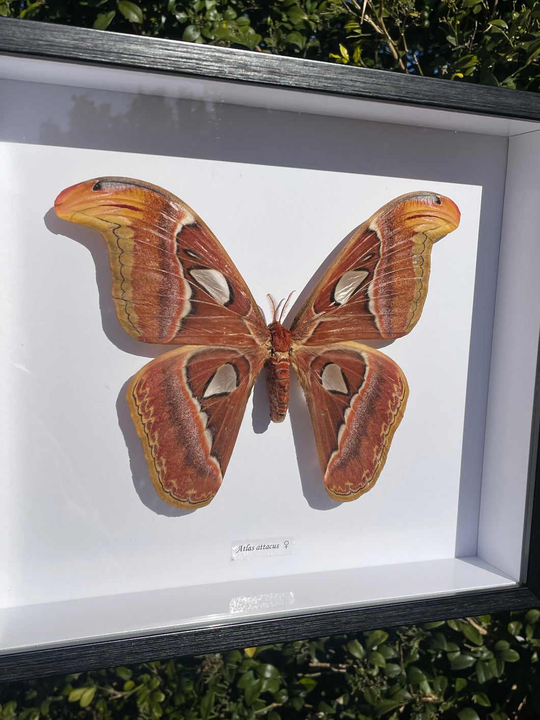 Attacus Atlas
