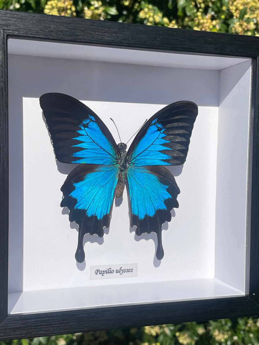 Papilio Ulysses