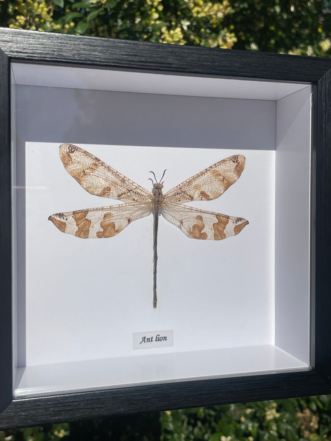 Ascalaphidae Owlfly Frame
