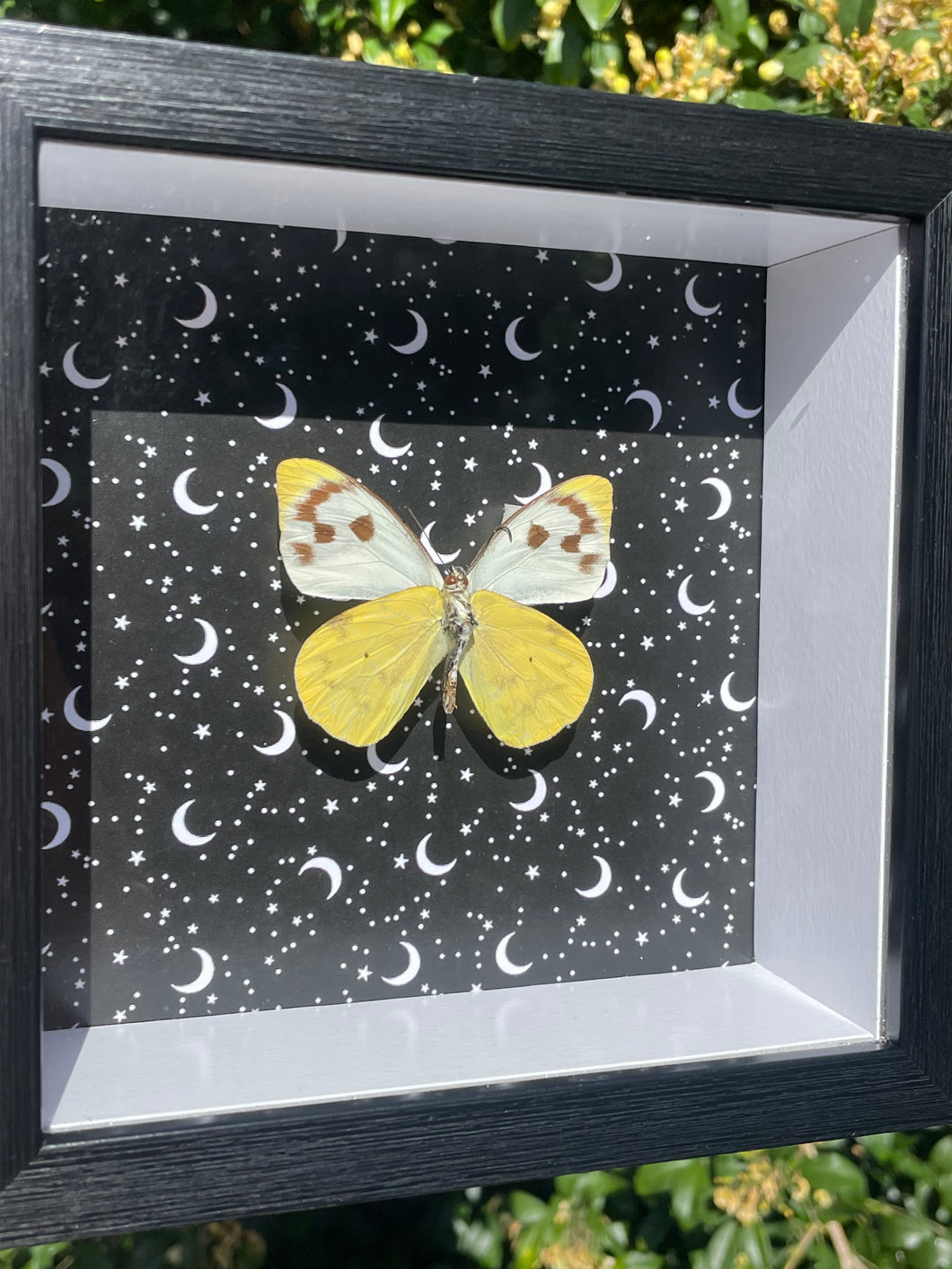Appias Phoebe Butterfly Frame