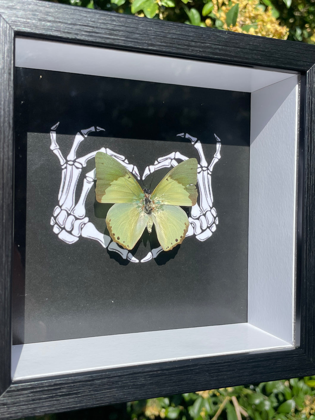 Charaxes Subornatus Butterfly Frame (Damaged Wing)