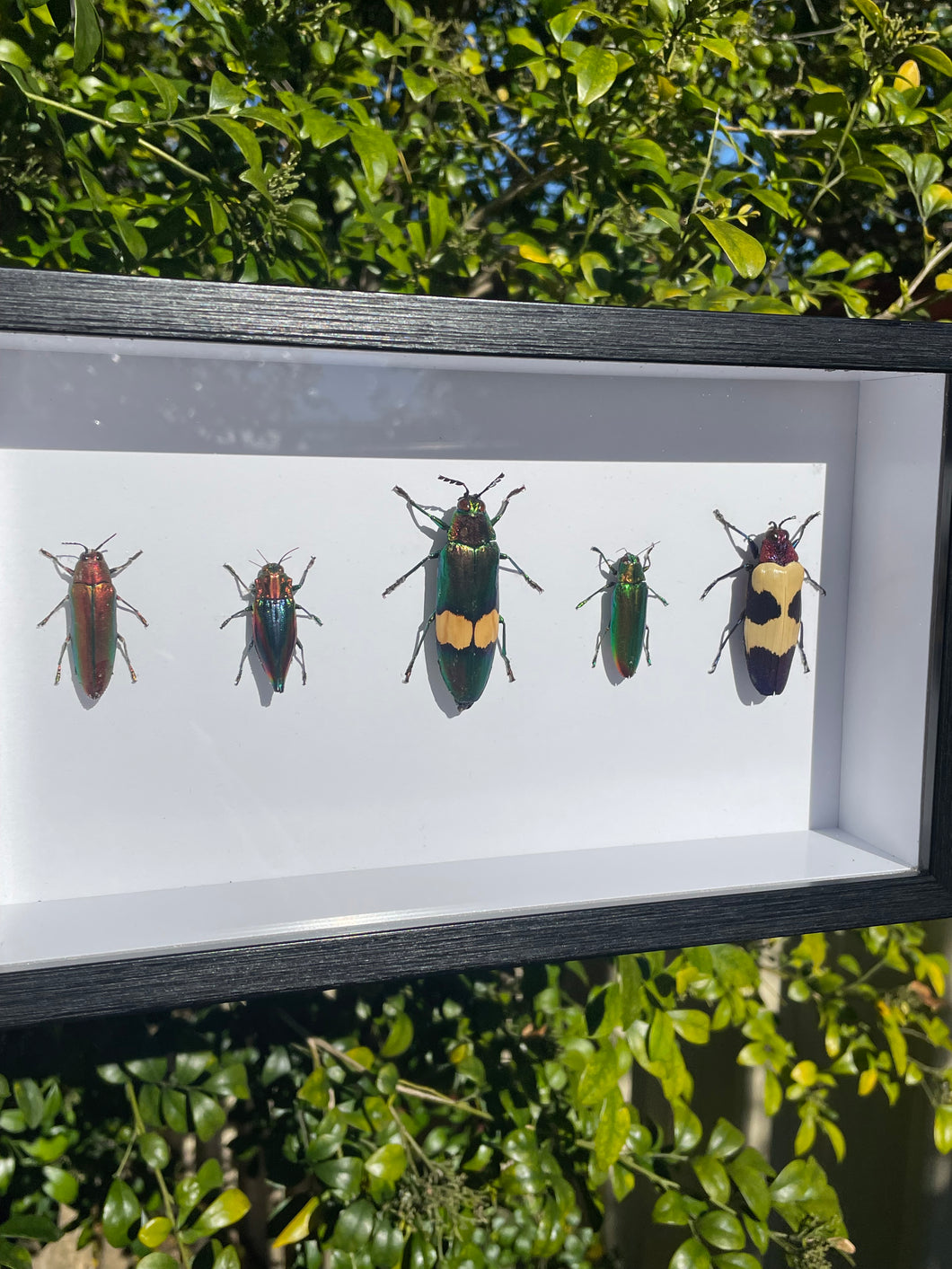 Jewel Beetles