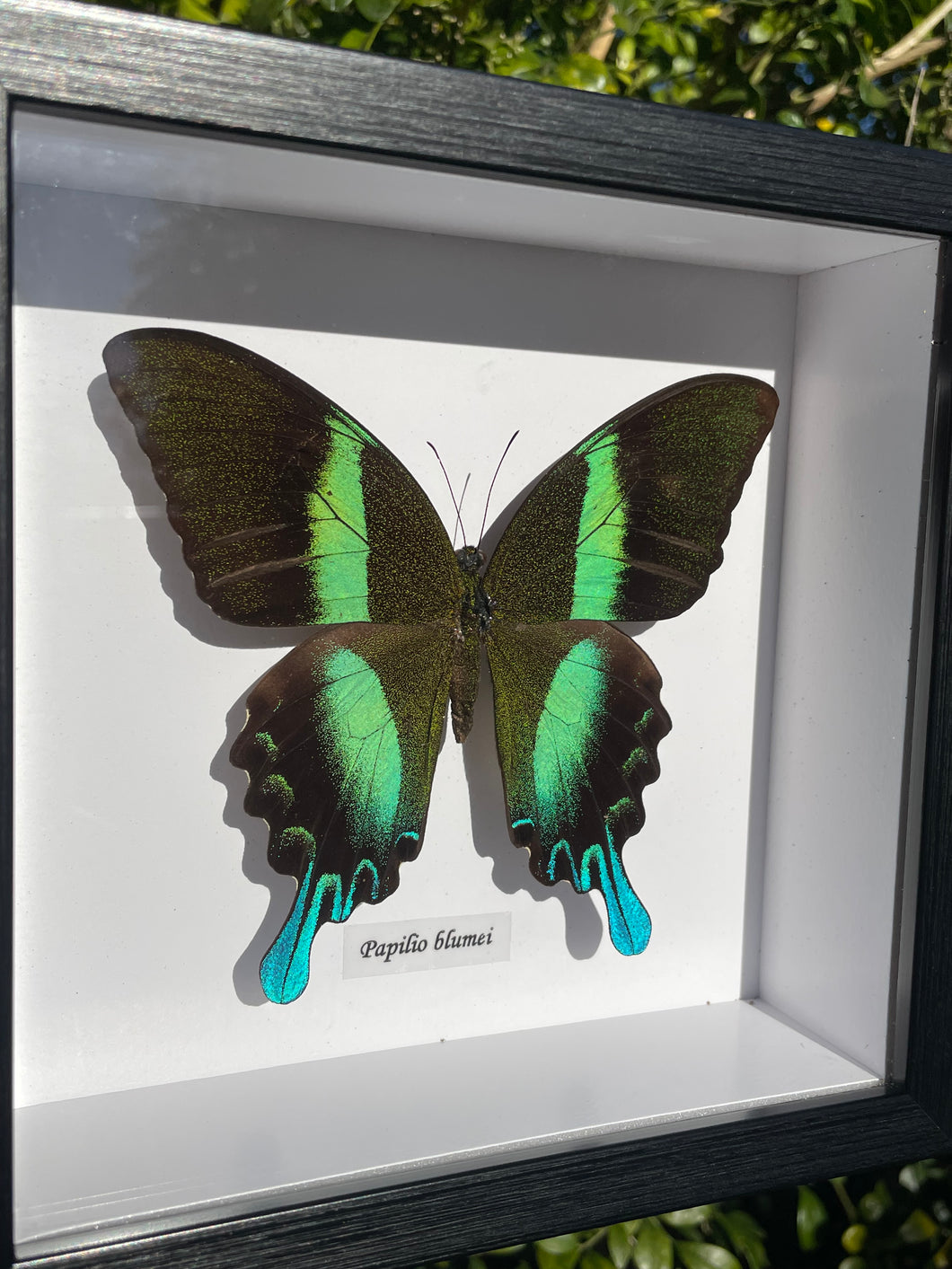Papilio Blumei