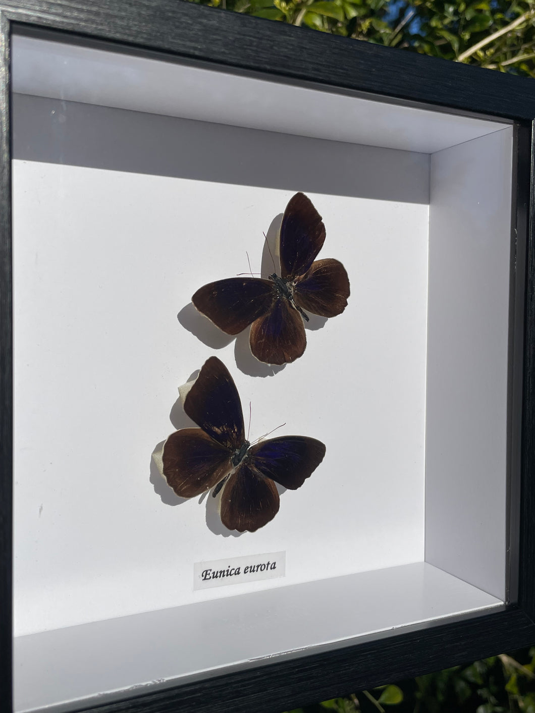 Eunica Eurota