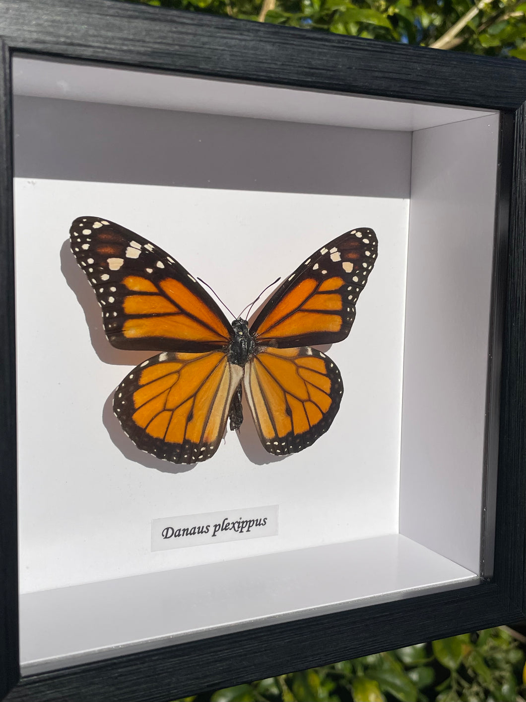 Danaus Plexippus