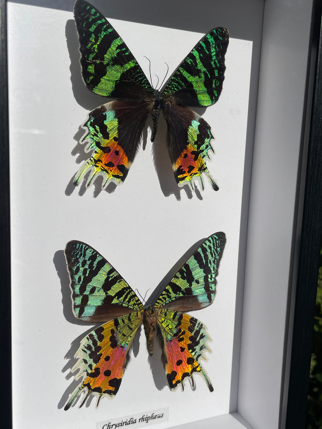 Chrysiridia Ripheus Duo