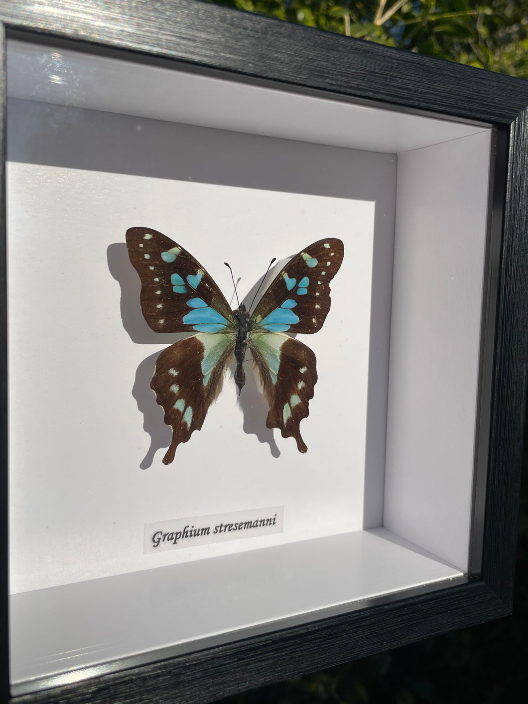 Graphium Stresemanni