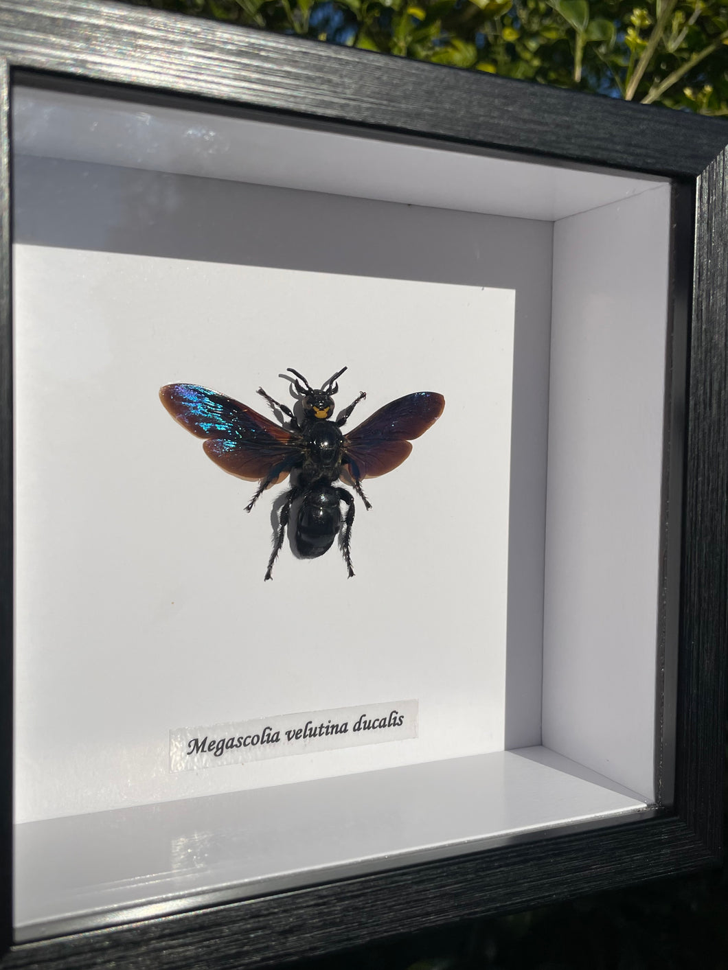 Megascolia Velutina Ducalis