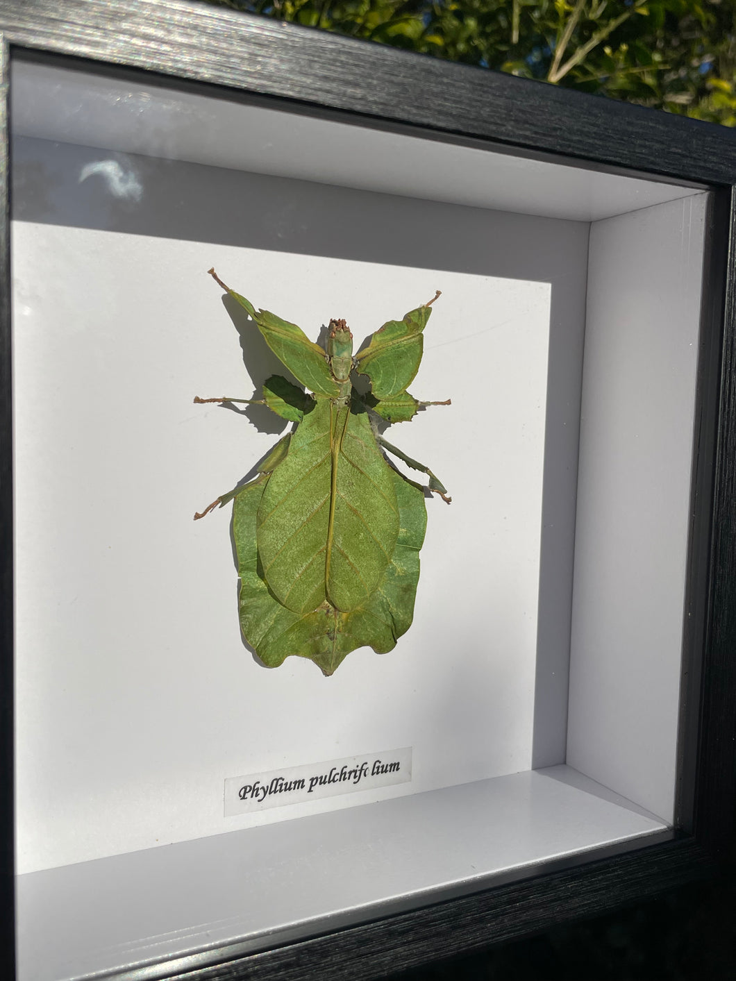 Phyllium Pulchrifolium