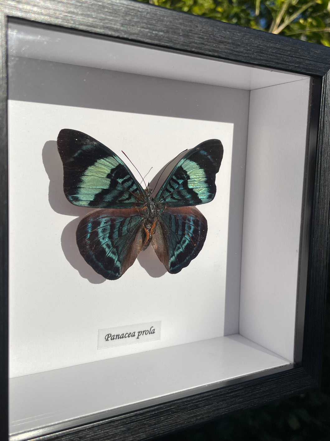 Panacea Prola