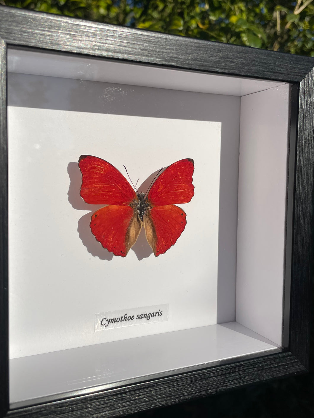 Cymothoe Sangaris
