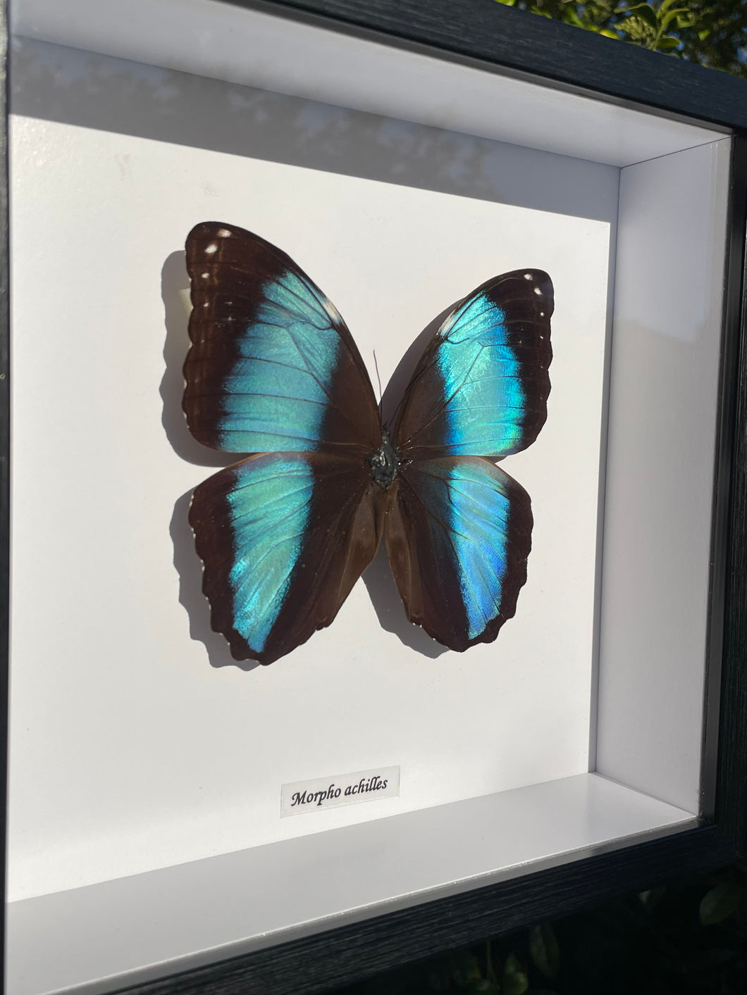 Morpho Achilles