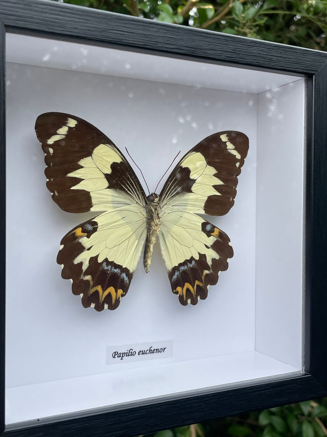 Papilio Euchenor Verso