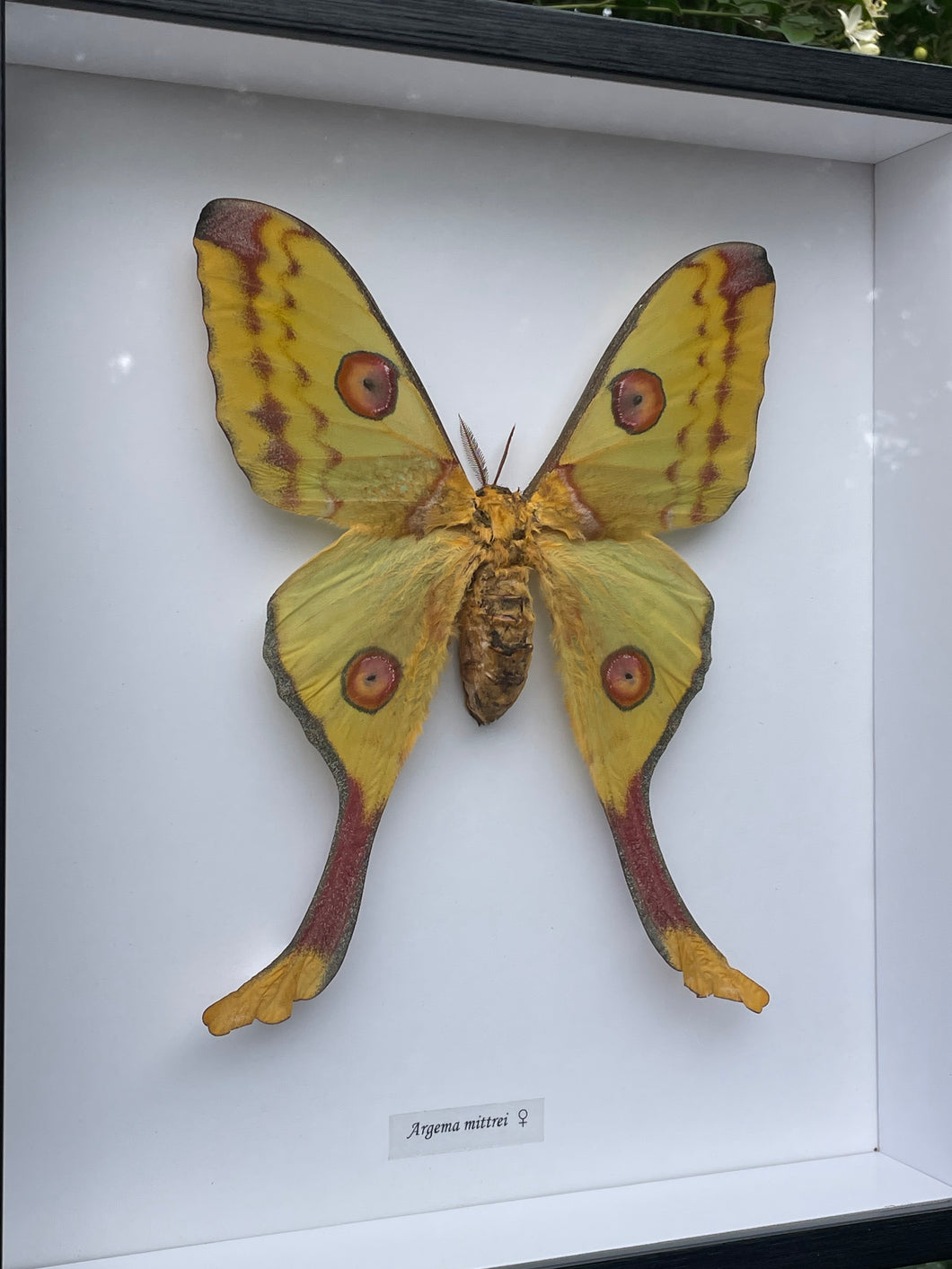 Agrema Mittrei