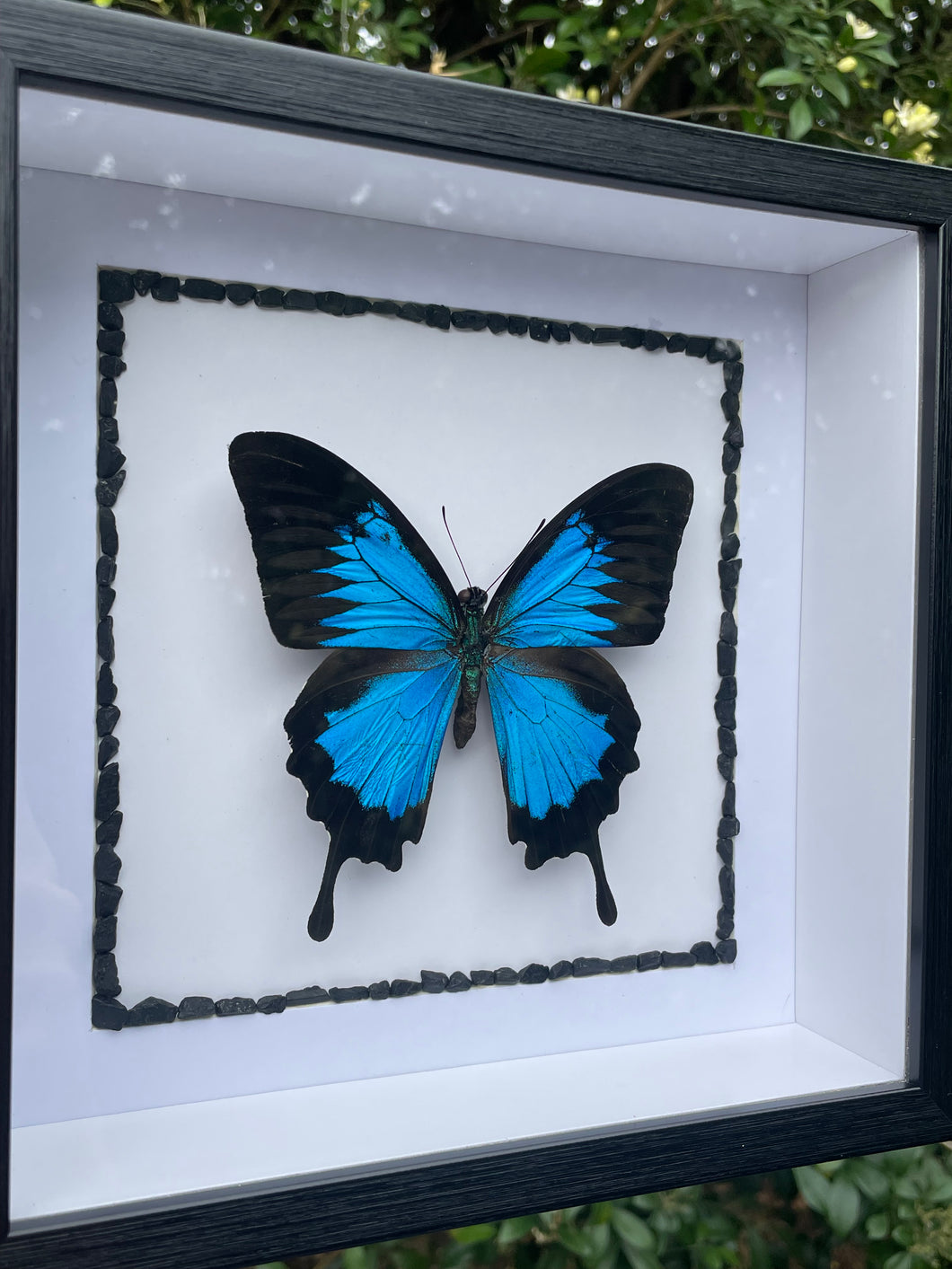 Papilio Ulysses with Black Tourmaline