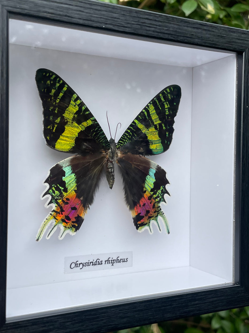 Chrysiridia Rhipheus Verso
