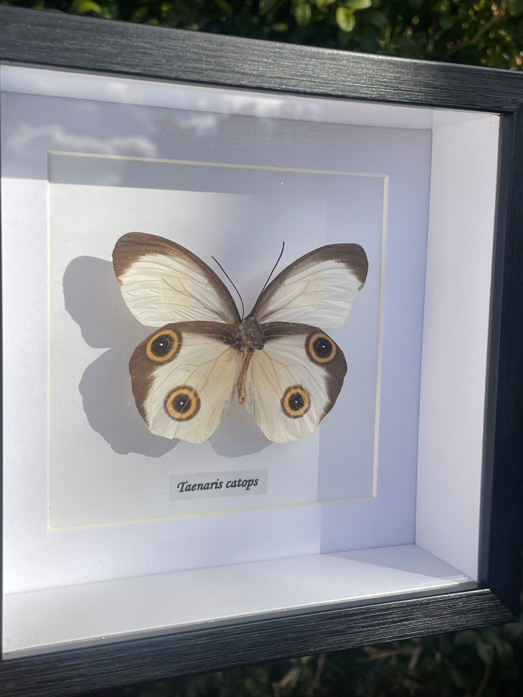 Taenaris Catops