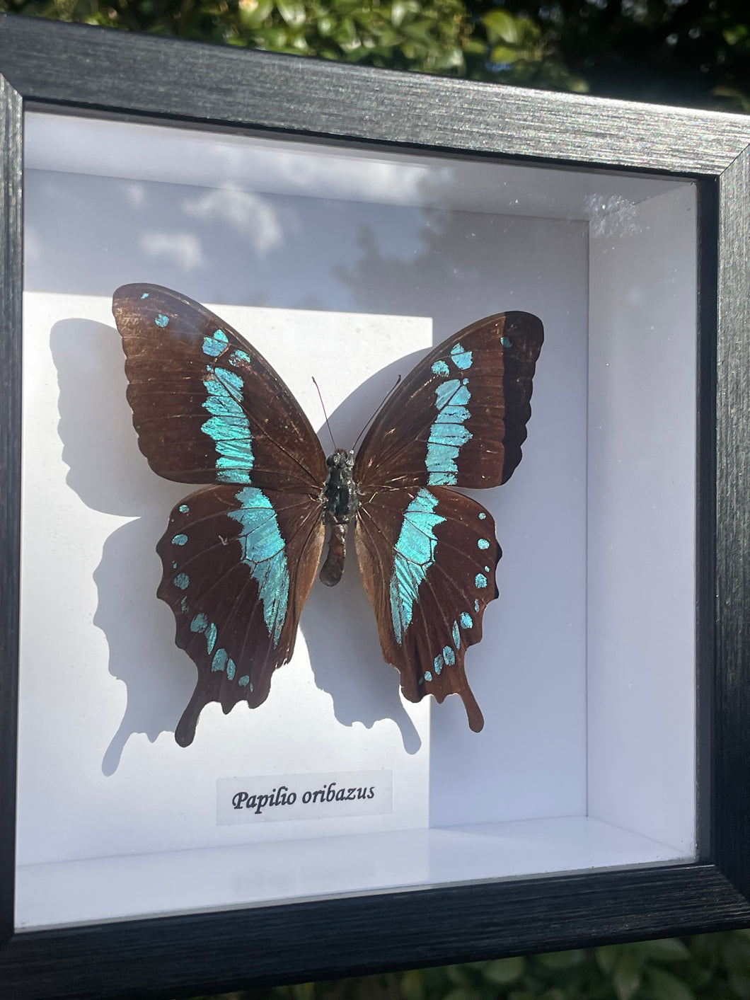 Papilio Oribazus