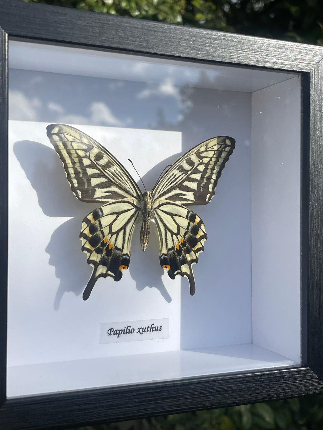 Papilio Xuthus
