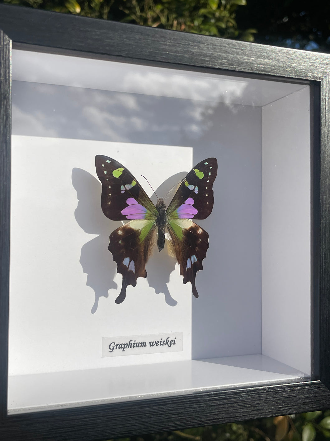 Graphium Weiskei
