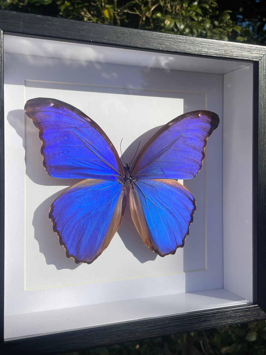 Morpho Amathonte