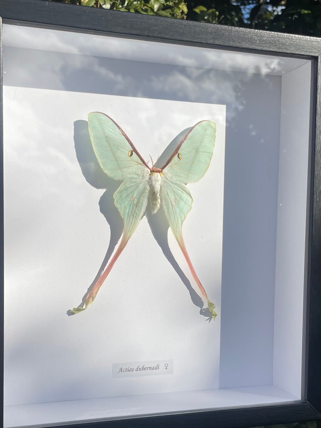 Actias Dubernardi