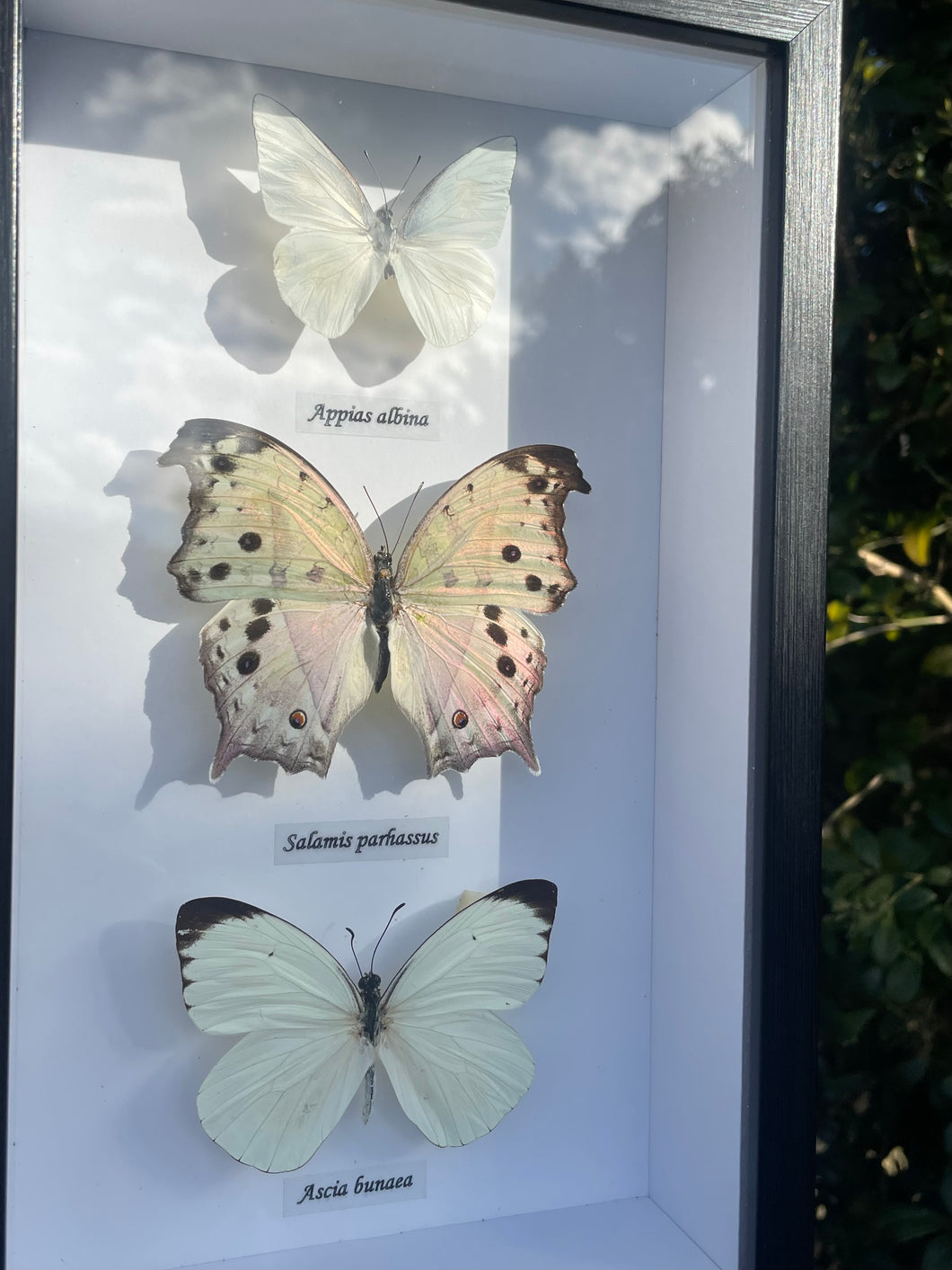 White Butterfly Trio