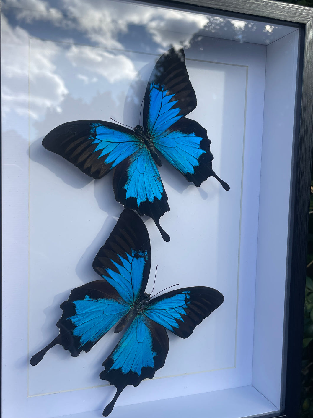 Papilio Ulysses Duo