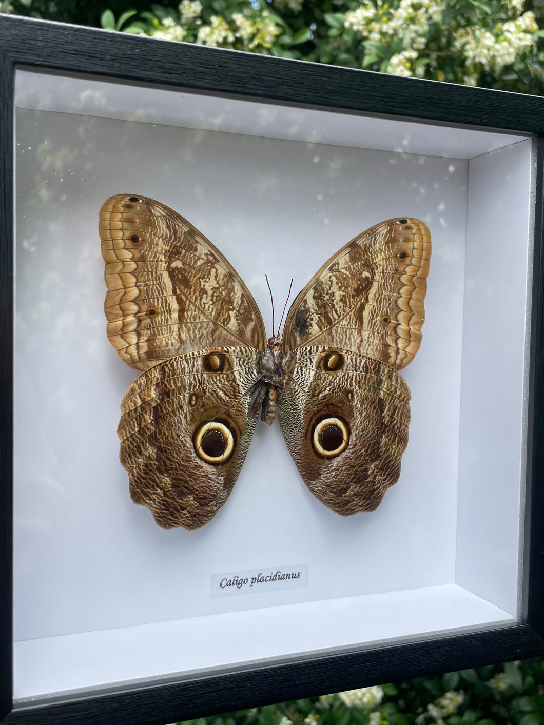Caligo Placidianus Butterfly Frame