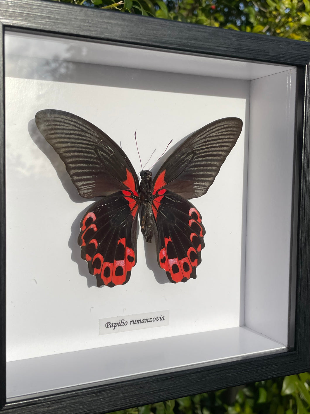 Papilio Rumanzovia