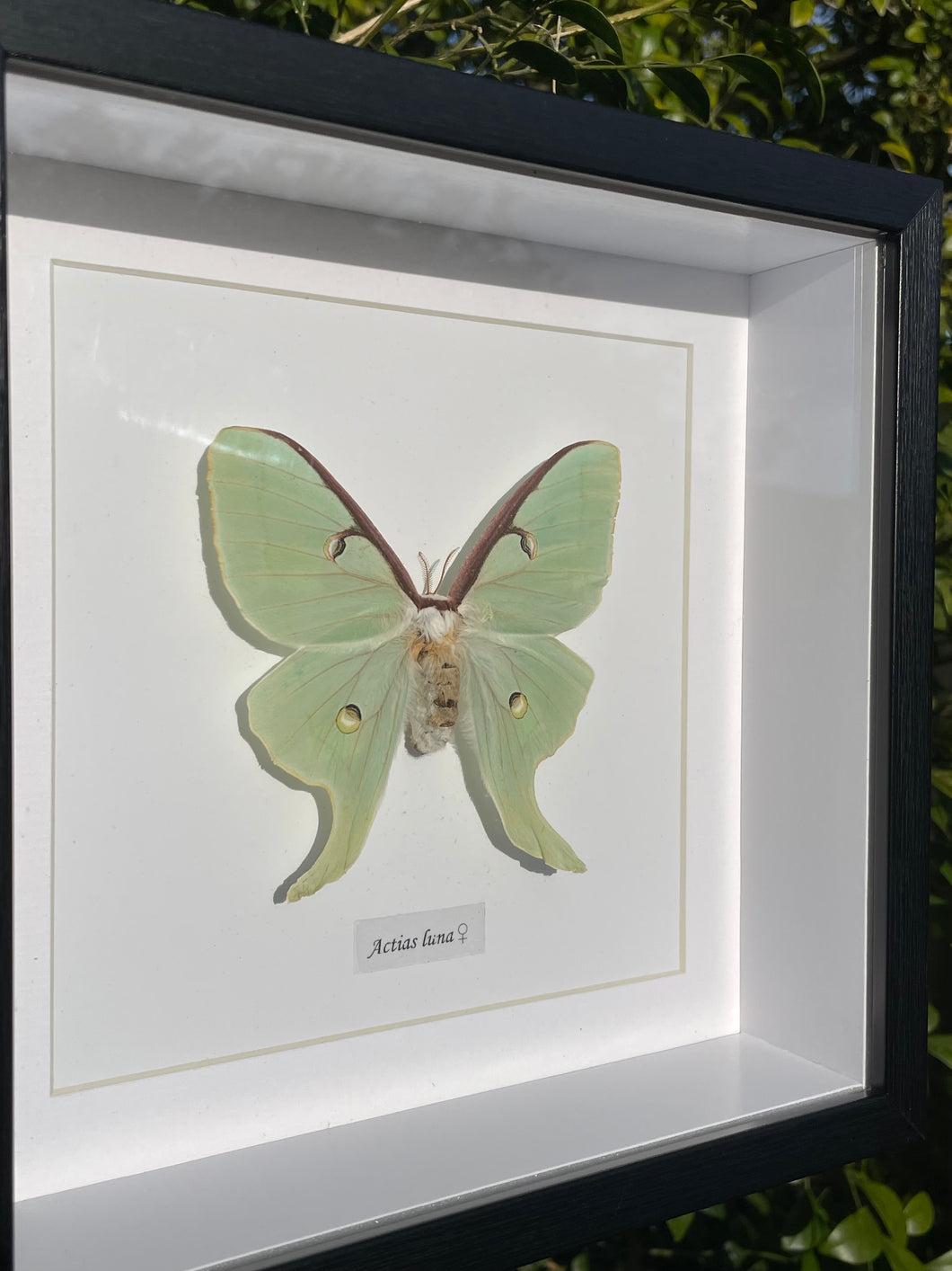 Actias Luna