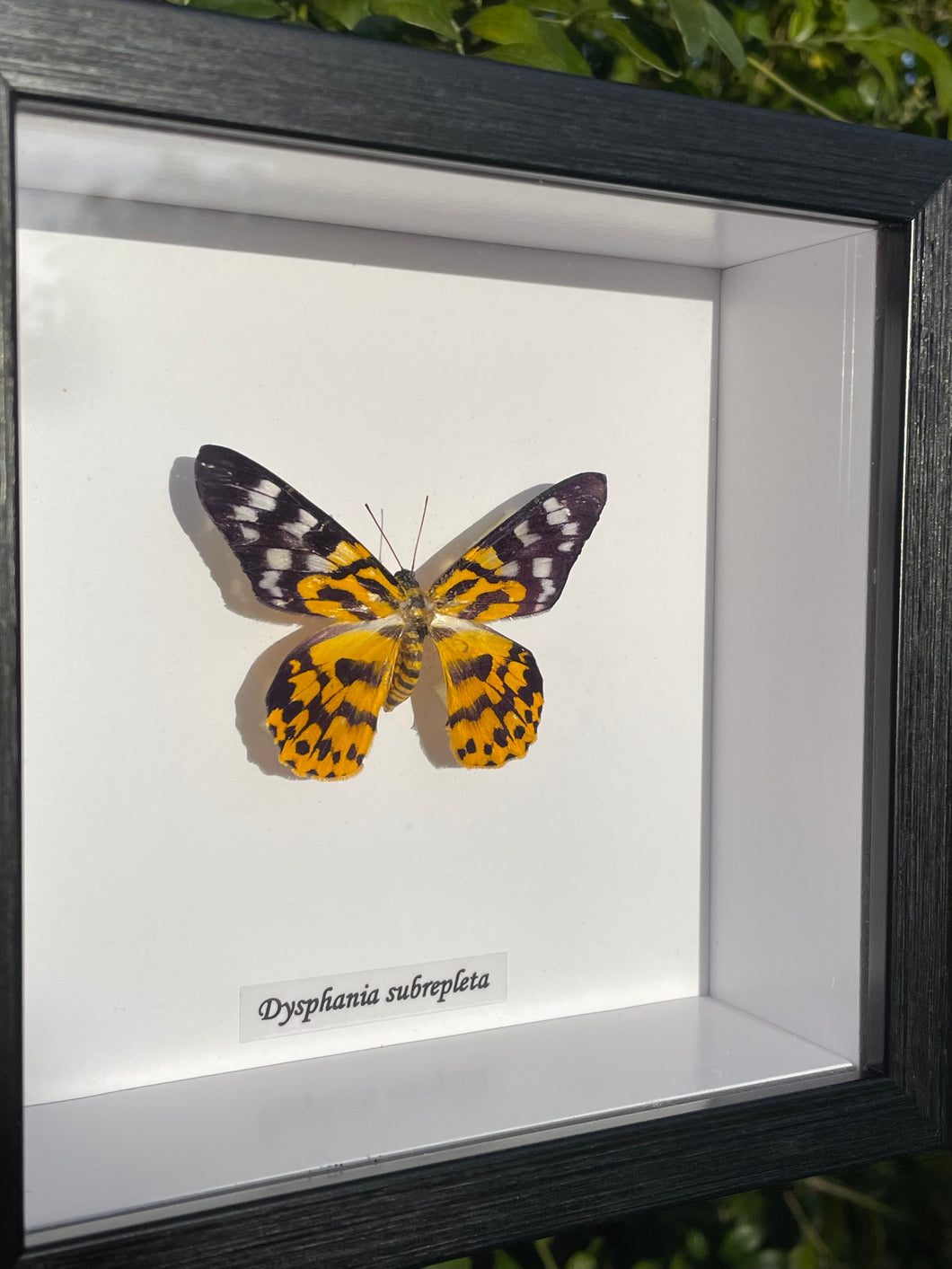 Dysphania Subrepleta