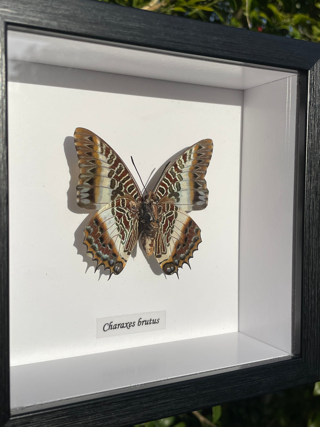 Charaxes Brutus