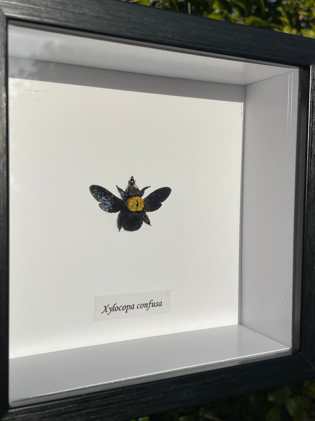 Xylocopa Confusa