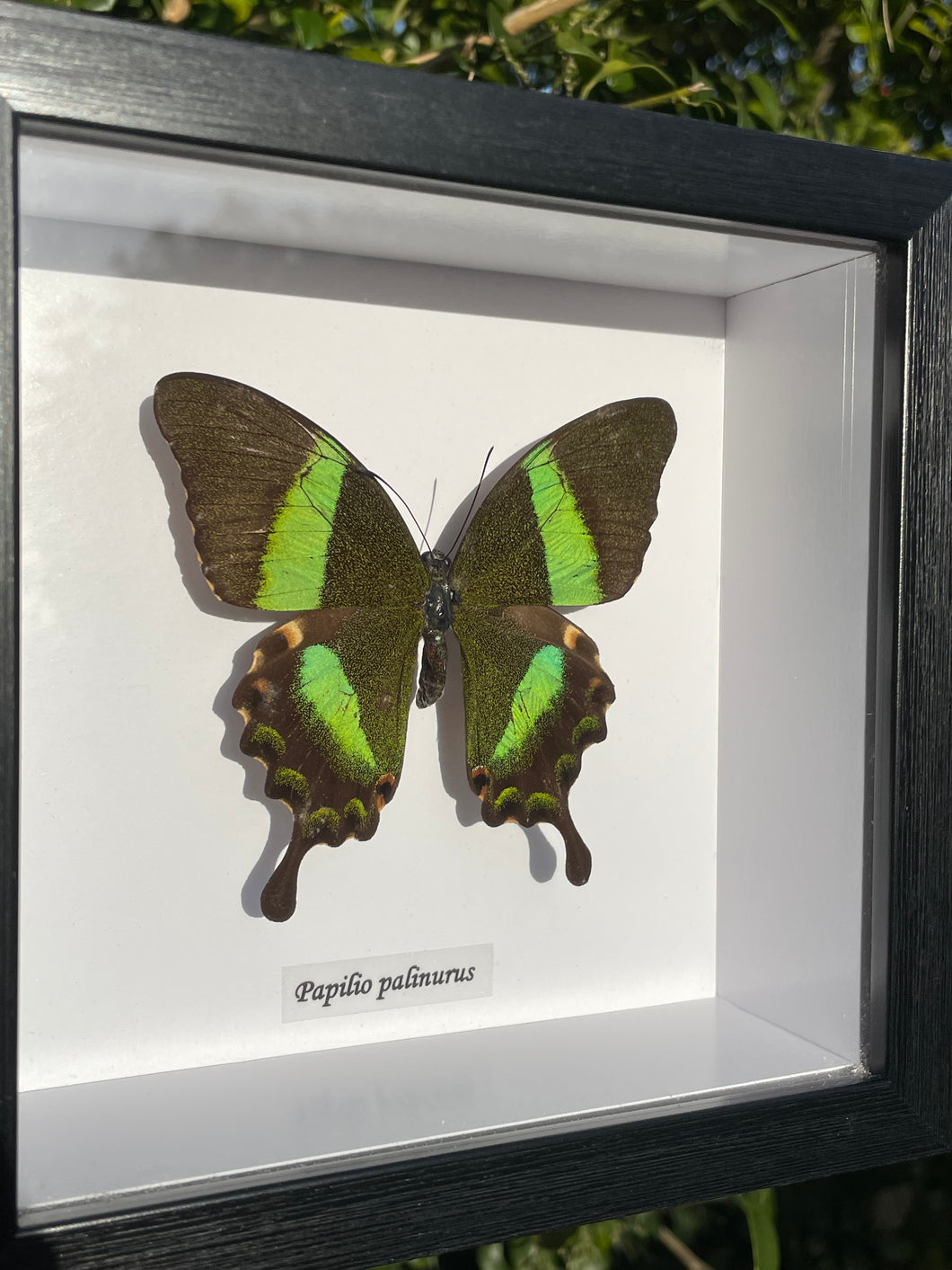 Papilio Palinurus
