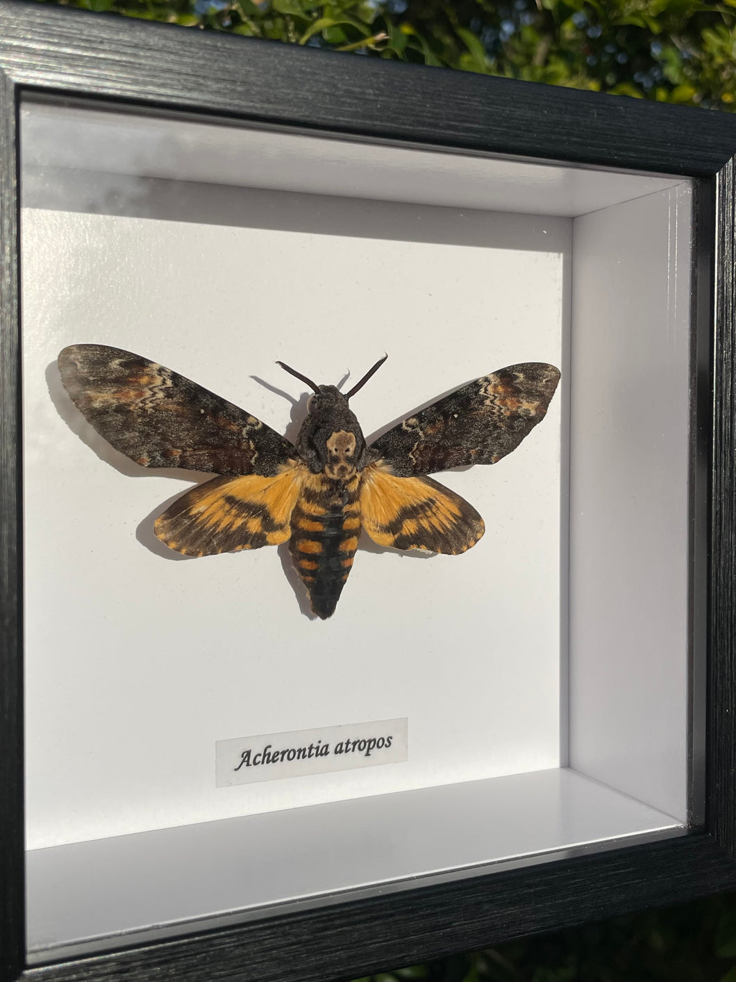 Acherontia Atropos