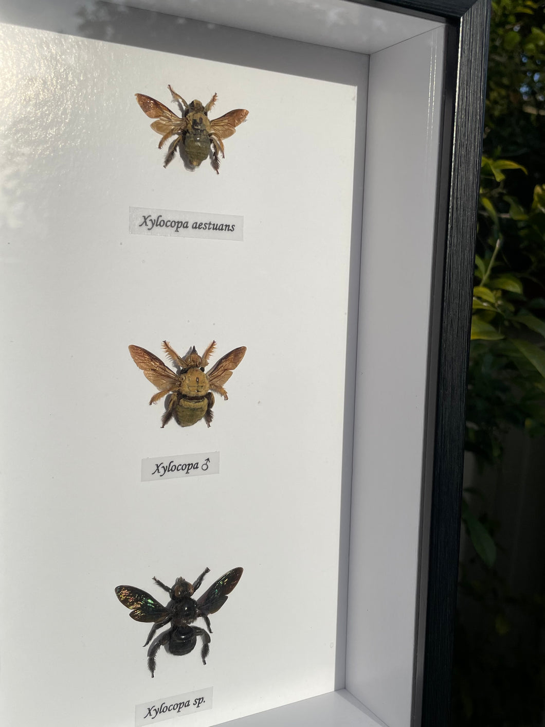 Bee Trio