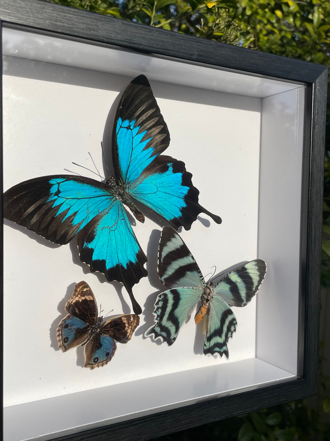 Butterfly Trio