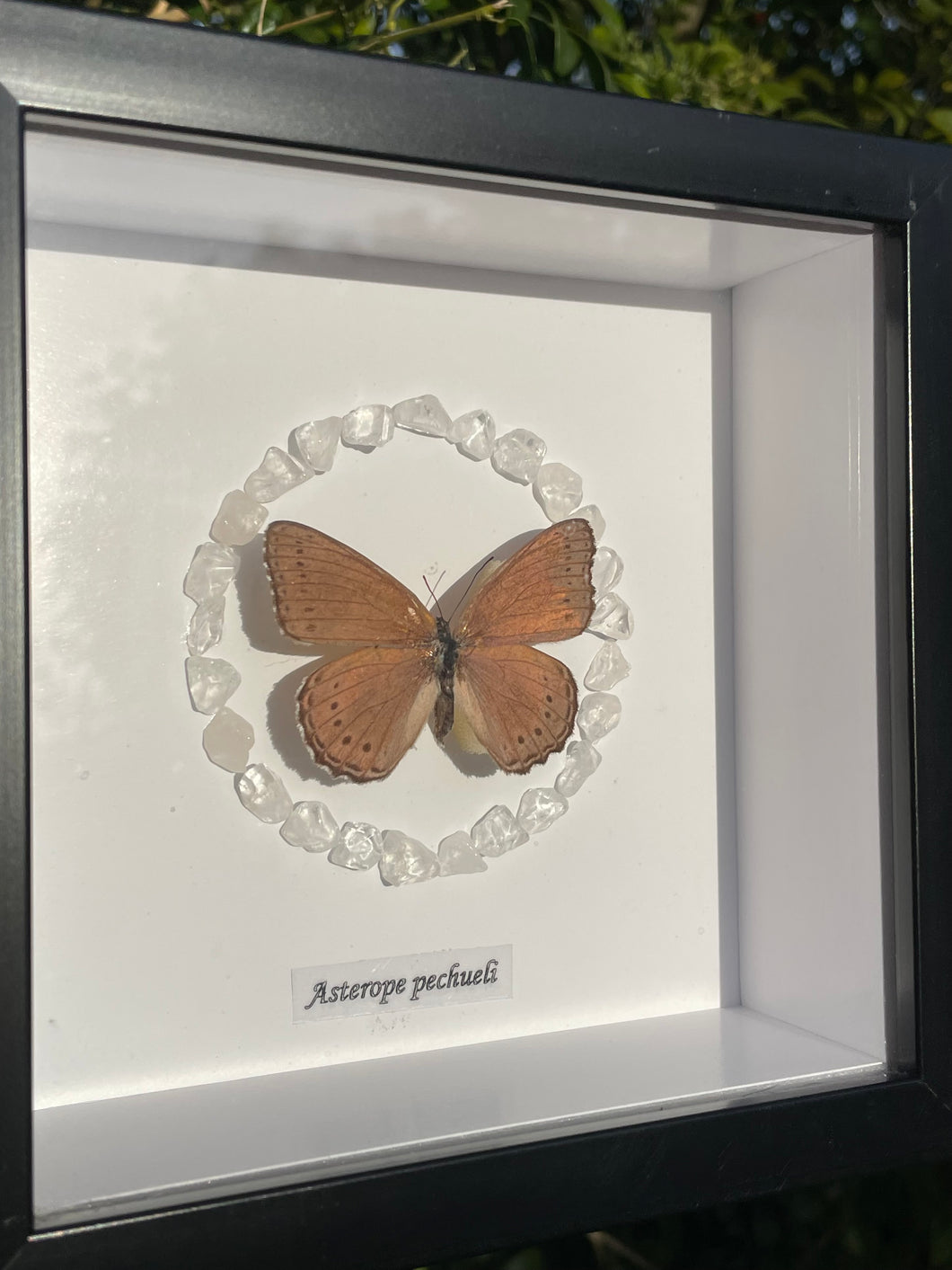 Asterope Pechueli with Clear Quartz